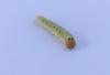 Achlya flavicornis